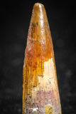 05068 - Top Beautiful 1.02 Inch Juvenile Spinosaurus Dinosaur Tooth Cretaceous