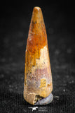 05068 - Top Beautiful 1.02 Inch Juvenile Spinosaurus Dinosaur Tooth Cretaceous