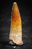 05068 - Top Beautiful 1.02 Inch Juvenile Spinosaurus Dinosaur Tooth Cretaceous