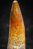 05068 - Top Beautiful 1.02 Inch Juvenile Spinosaurus Dinosaur Tooth Cretaceous