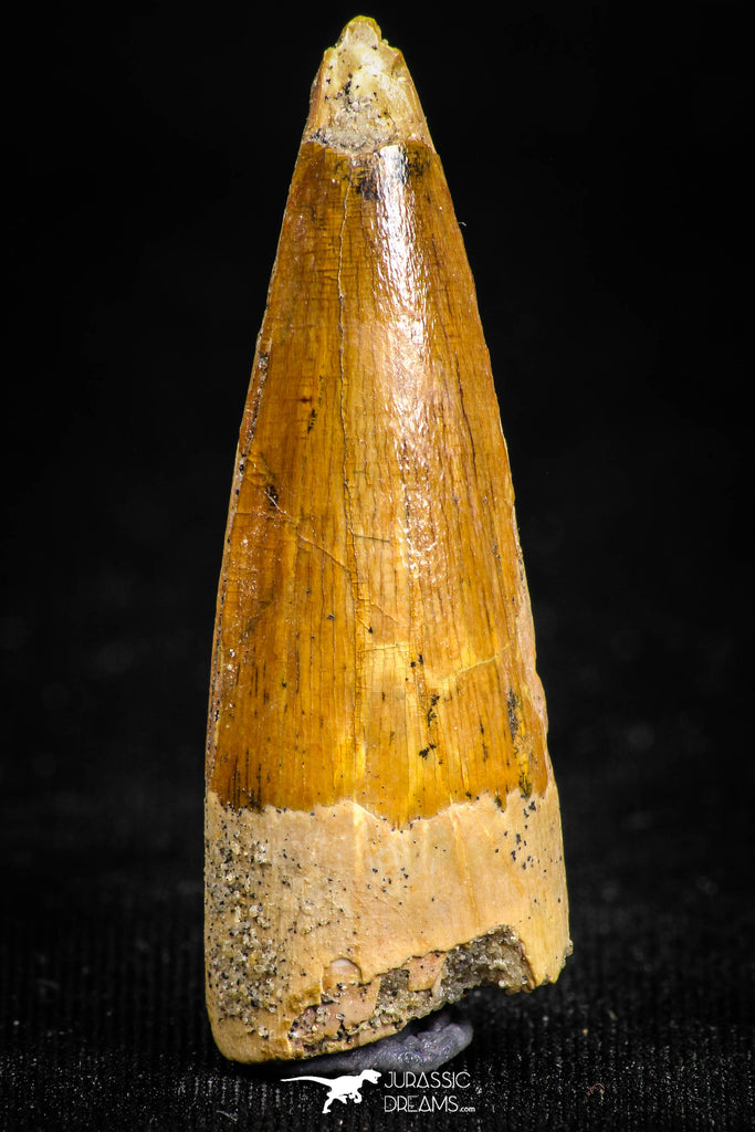 05069 -  Nicely Preserved 1.42 Inch Juvenile Spinosaurus Dinosaur Tooth Cretaceous