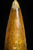 05069 -  Nicely Preserved 1.42 Inch Juvenile Spinosaurus Dinosaur Tooth Cretaceous