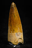 05069 -  Nicely Preserved 1.42 Inch Juvenile Spinosaurus Dinosaur Tooth Cretaceous