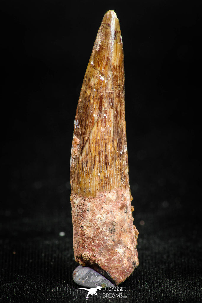 05070 - Beautiful 1.50 Inch Juvenile Spinosaurus Dinosaur Tooth Cretaceous