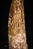 05070 - Beautiful 1.50 Inch Juvenile Spinosaurus Dinosaur Tooth Cretaceous