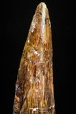 05070 - Beautiful 1.50 Inch Juvenile Spinosaurus Dinosaur Tooth Cretaceous