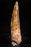 05070 - Beautiful 1.50 Inch Juvenile Spinosaurus Dinosaur Tooth Cretaceous