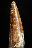05070 - Beautiful 1.50 Inch Juvenile Spinosaurus Dinosaur Tooth Cretaceous