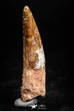 05070 - Beautiful 1.50 Inch Juvenile Spinosaurus Dinosaur Tooth Cretaceous