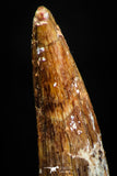 05070 - Beautiful 1.50 Inch Juvenile Spinosaurus Dinosaur Tooth Cretaceous