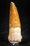 05071 - Beautiful 1.34 Inch Juvenile Spinosaurus Dinosaur Tooth Cretaceous