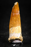 05071 - Beautiful 1.34 Inch Juvenile Spinosaurus Dinosaur Tooth Cretaceous