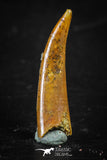 88340 - Top Rare 0.81 Inch Aidachar pankowskii Predatory Fish Tooth