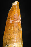 05071 - Beautiful 1.34 Inch Juvenile Spinosaurus Dinosaur Tooth Cretaceous