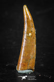 88340 - Top Rare 0.81 Inch Aidachar pankowskii Predatory Fish Tooth