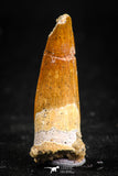 05071 - Beautiful 1.34 Inch Juvenile Spinosaurus Dinosaur Tooth Cretaceous