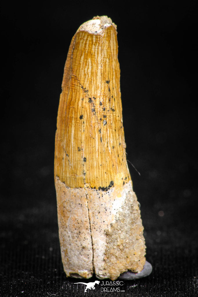 05072 - Beautiful 1.38 Inch Juvenile Spinosaurus Dinosaur Tooth Cretaceous