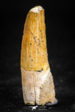 05072 - Beautiful 1.38 Inch Juvenile Spinosaurus Dinosaur Tooth Cretaceous