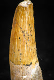 05072 - Beautiful 1.38 Inch Juvenile Spinosaurus Dinosaur Tooth Cretaceous