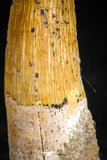 05072 - Beautiful 1.38 Inch Juvenile Spinosaurus Dinosaur Tooth Cretaceous