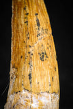 05072 - Beautiful 1.38 Inch Juvenile Spinosaurus Dinosaur Tooth Cretaceous