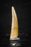 88343 - Top Beautiful 0.69 Inch Aidachar pankowskii Predatory Fish Tooth
