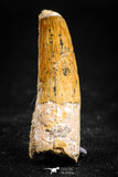 05072 - Beautiful 1.38 Inch Juvenile Spinosaurus Dinosaur Tooth Cretaceous