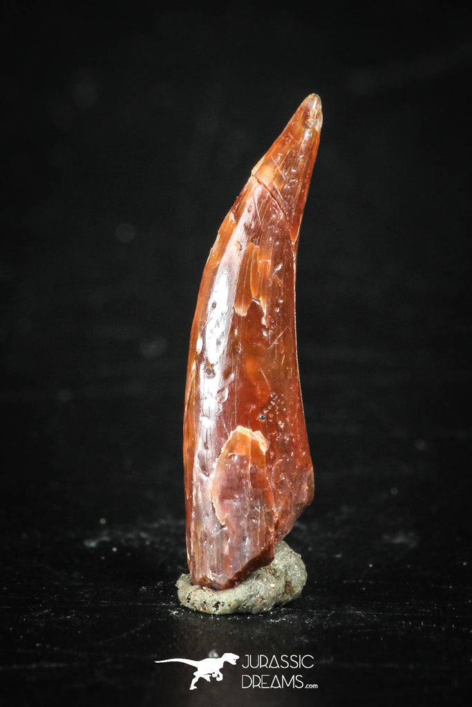 88345 - Top Beautiful 0.72 Inch Aidachar pankowskii Predatory Fish Tooth