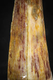 05073 - Nicely Preserved 0.94 Inch Juvenile Spinosaurus Dinosaur Tooth Cretaceous
