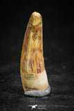 05073 - Nicely Preserved 0.94 Inch Juvenile Spinosaurus Dinosaur Tooth Cretaceous