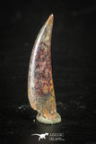 88347 - Top Beautiful 0.75 Inch Aidachar pankowskii Predatory Fish Tooth