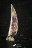 88347 - Top Beautiful 0.75 Inch Aidachar pankowskii Predatory Fish Tooth