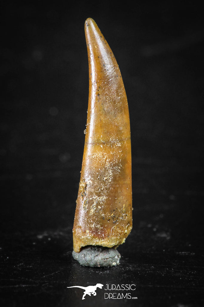 88348 - Top Beautiful 0.85 Inch Aidachar pankowskii Predatory Fish Tooth