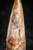 05074 - Well Preserved 0.75 Inch Juvenile Spinosaurus Dinosaur Tooth Cretaceous