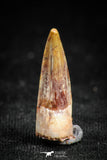 05074 - Well Preserved 0.75 Inch Juvenile Spinosaurus Dinosaur Tooth Cretaceous