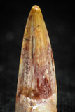 05074 - Well Preserved 0.75 Inch Juvenile Spinosaurus Dinosaur Tooth Cretaceous