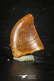 88360 - Top Quality 0.57 Inch Serrated Dromaeosaur Raptor Tooth Cretaceous KemKem
