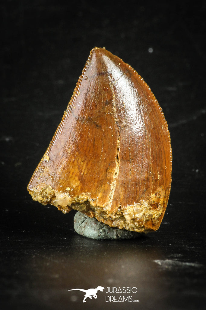 88363 - Top Beautiful 1.16 Inch Carcharodontosaurus Dinosaur Tooth KemKem