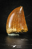 88363 - Top Beautiful 1.16 Inch Carcharodontosaurus Dinosaur Tooth KemKem