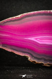 05080 -  Extremely Beautiful 3.66 Inch Brazilian Agate Slice (Chalcedony Geode Section)