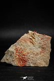 05083 - Beautiful Red Vanadinite Crystals Cluster from Mibladen Mining District, Midelt Province, Morocco
