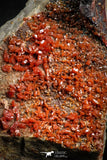 05083 - Beautiful Red Vanadinite Crystals Cluster from Mibladen Mining District, Midelt Province, Morocco