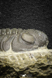 22060 - Top Detailed 2.07 Inch Austerops sp Lower Devonian Trilobite