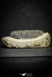 22060 - Top Detailed 2.07 Inch Austerops sp Lower Devonian Trilobite