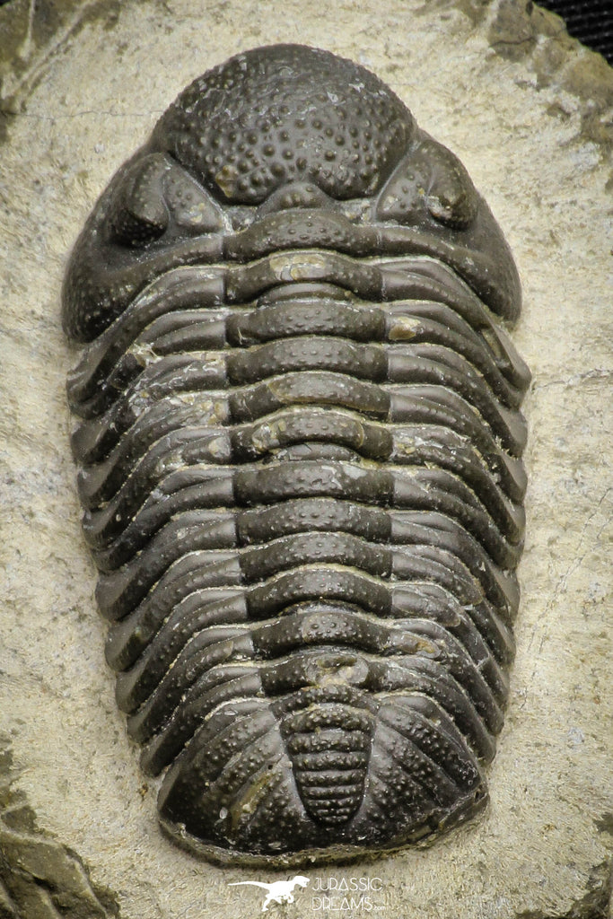 22060 - Top Detailed 2.07 Inch Austerops sp Lower Devonian Trilobite