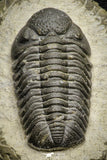 22060 - Top Detailed 2.07 Inch Austerops sp Lower Devonian Trilobite