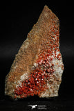 05084 - Beautiful Red Vanadinite Crystals Cluster from Mibladen Mining District, Midelt Province, Morocco