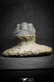 22061 - Nicely Prepared 1.77 Inch Paralejurus spatuliformis Devonian Trilobite
