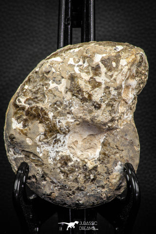 06817 -  Nice 4.05 Inch Mammites nodosoides (Ammonite) Upper Cretaceous Turonian