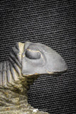 22061 - Nicely Prepared 1.77 Inch Paralejurus spatuliformis Devonian Trilobite